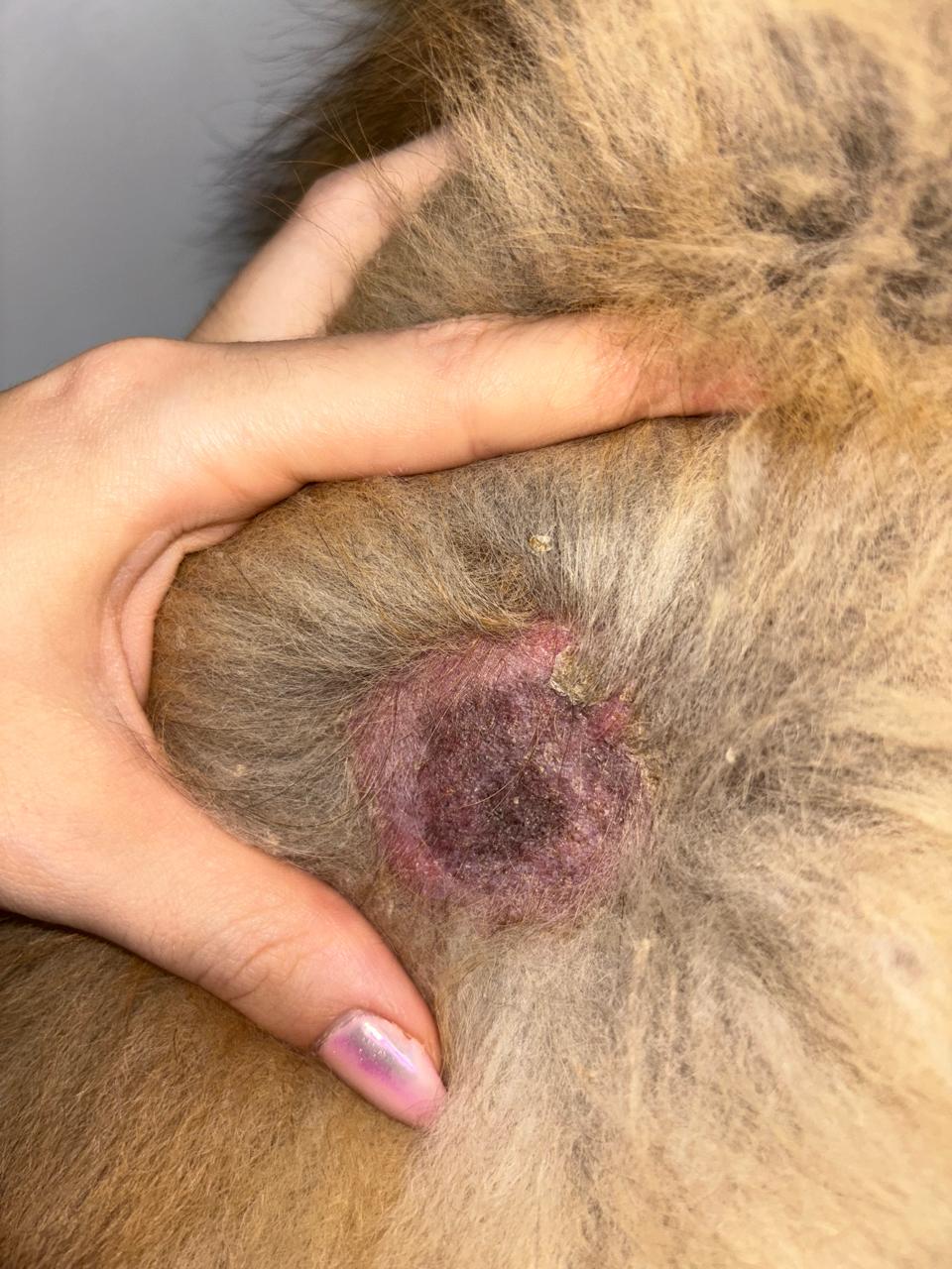 Pet com alergia alimentar e atopia antes do tratamento